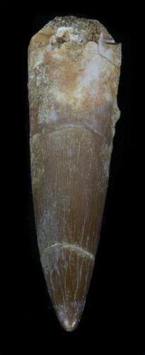 Fossil Plesiosaur Tooth - Morocco #36770